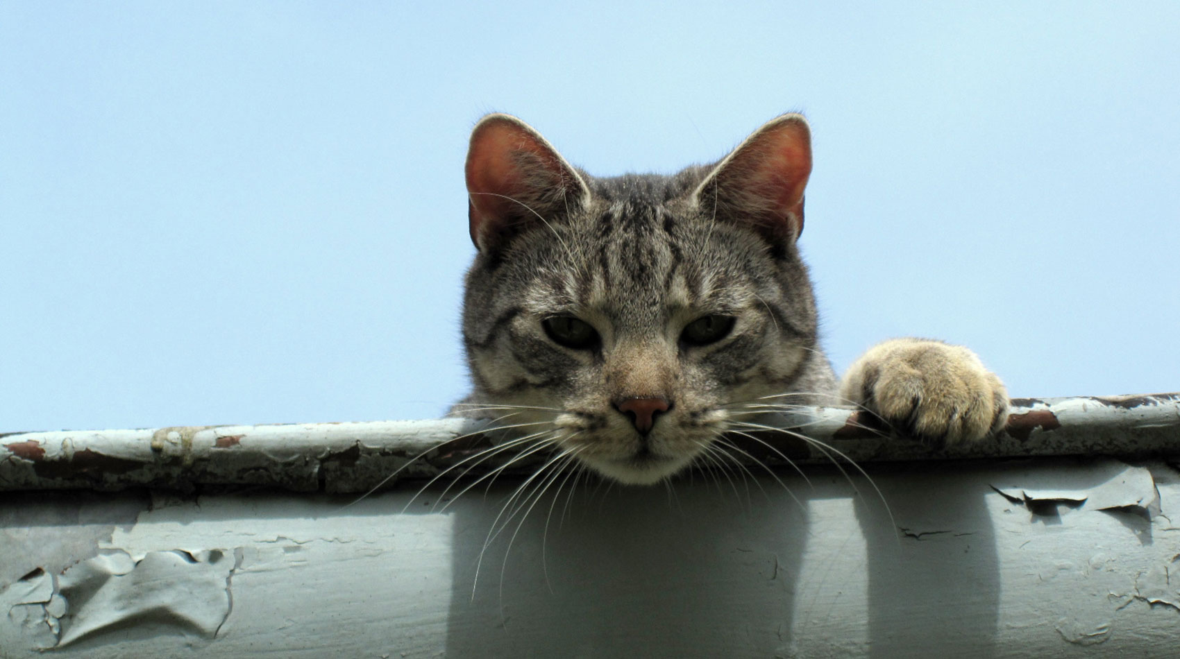 Behandlung von Katzen in der Tierarztpraxis Berg am Laim